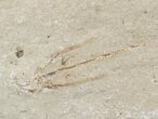 Fossil Flying Fish (Exocoetoides) - Lebanon #48522-2